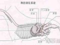 狗狗消化系统的解析 狗狗消化系统的解析方法