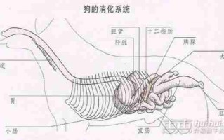 狗狗消化系统的解析 狗狗消化系统的解析方法