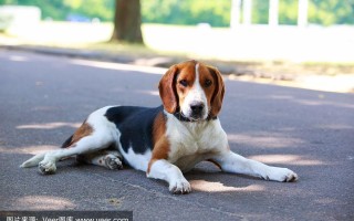 猎狐犬多少钱,好养吗图片，猎狐犬多少钱,好养吗图片欣赏