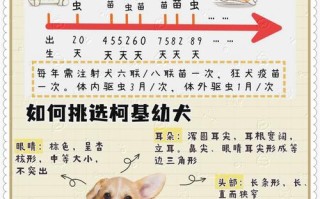 柯基犬的知识，柯基小知识