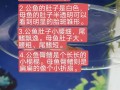 孔雀鱼底砂怎么清理，孔雀鱼底砂怎么清理视频