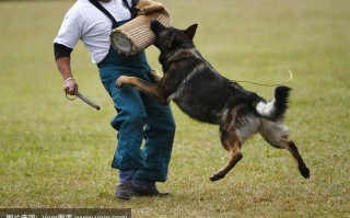 如何训练德国牧羊犬视频，德国牧羊犬怎么训练牧羊