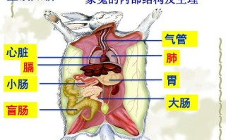 兔子球虫症和毛球症的区别图片，兔子球虫病解剖图片