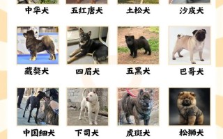 中华田园犬训练方法图片，中华田园犬详细介绍