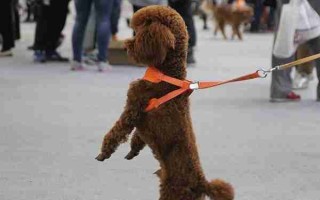 贵宾犬训练站立方法 贵宾犬 训练