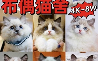 布偶猫的大概价格2021，布偶猫价格是多少