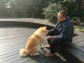 秋田犬训练难度 秋田犬训练视频大全