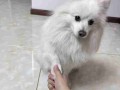 银狐犬多大开始训练 银狐犬多久成年