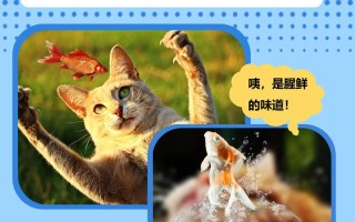 猫咪为啥爱吃鱼头，猫咪为啥爱吃鱼头呢