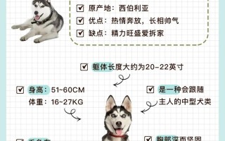 新手饲养哈士奇的十大禁忌，新手饲养哈士奇的十大禁忌有哪些