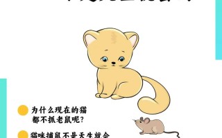 猫多大才会捉老鼠，猫猫多大会抓老鼠