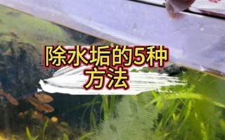 鱼缸里的鱼水混浊是怎么回事，鱼缸里的水变混浊