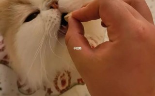 波斯猫怎么吃东西，波斯猫怎么吃东西的