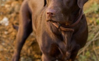 比特犬的克星是哪种犬，比特犬厉害吗