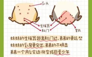 仓鼠的繁殖器官是什么，仓鼠的生殖与繁衍