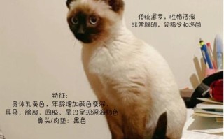 雪鞋猫和暹罗猫的区别，雪鞋猫和暹罗猫的区别图片