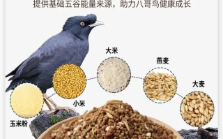 八哥粮食哪个牌子好吃，八哥粮食哪个牌子好吃一点