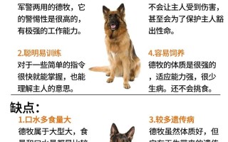 把德国牧羊犬的训练视频介绍一下，德国牧羊犬训练所