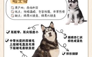 成犬哈士奇喂养的七大要点，成犬哈士奇喂养的七大要点是