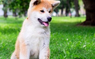 如何护理及饲养秋田犬图片，饲养秋田犬的注意事项