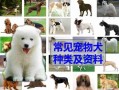 犬的性格及饮食特点 狗的性格和特点是什么