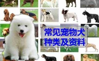 犬的性格及饮食特点 狗的性格和特点是什么