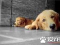 怎样训练金毛寻回犬 怎样训练金毛寻回犬视频