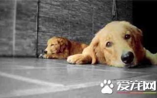 怎样训练金毛寻回犬 怎样训练金毛寻回犬视频