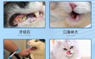 猫咪清洁口腔最好的方法？最佳方法和注意事项！