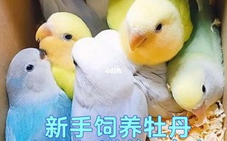 牡丹鹦鹉怎么喂养方法，牡丹鹦鹉饲养方法和注意事项