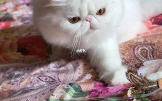 波斯猫和加菲猫有什么关系，波斯猫跟加菲猫