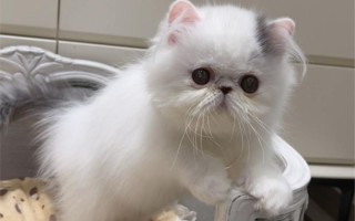 蓝白色波斯猫，蓝白色波斯猫图片大全