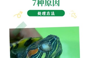 巴西龟白眼病严重怎么治疗：治疗方法与预防措施