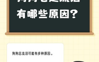 中华田园犬流眼泪是什么原因，为什么田园犬爱流泪