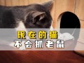 家猫为什么会抓老鼠，猫为什么会抓老鼠给主人