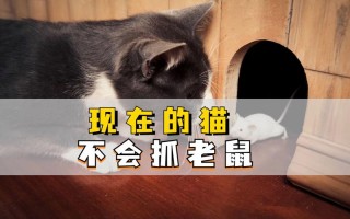 家猫为什么会抓老鼠，猫为什么会抓老鼠给主人