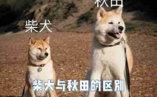 柴犬和日本秋田犬的比较 柴犬和秋田犬在日本的地位