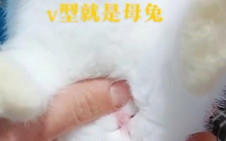 如何判断兔子健康程度，怎么看兔子健不健康