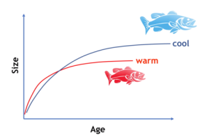 水温高低对鱼类生长的影响，水温升高对鱼的影响