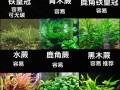 鱼缸水草种植步骤及注意，鱼缸水草种植方法视频教程