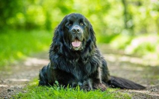 纽芬兰犬会保护主人吗：忠诚守护主人的可靠伙伴