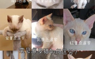 小暹罗猫怎么挑，暹罗猫小猫怎么选