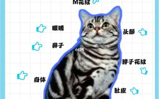 虎斑猫怎么看品相图解，虎斑猫怎么看纯不纯图片