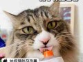 你需要这样为猫预防生病 预防猫生病要采取哪种办法?