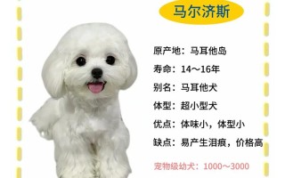 马尔济斯犬适合吃什么狗粮，马尔济斯犬适合吃什么狗粮呢