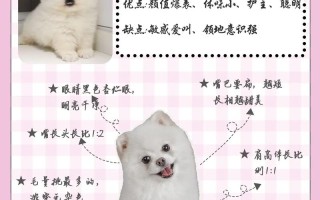 博美犬饲养照顾全攻略，博美犬饲养方法