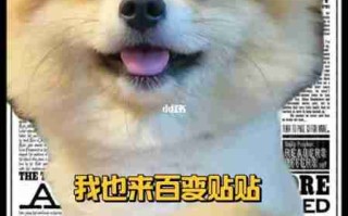 狗狗性格万花筒 狗狗什么性格