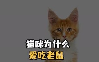 猫咪吃老鼠的原因有哪些，猫咪吃老鼠为什么