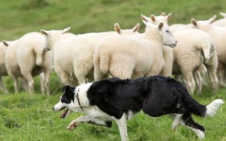 怎么训练牧羊犬迎头把边圈羊跑出来，如何训练牧羊犬放羊