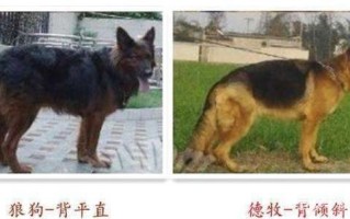 德国牧羊犬和狼狗之间的故事，德国牧羊犬和狼狗有什么区别